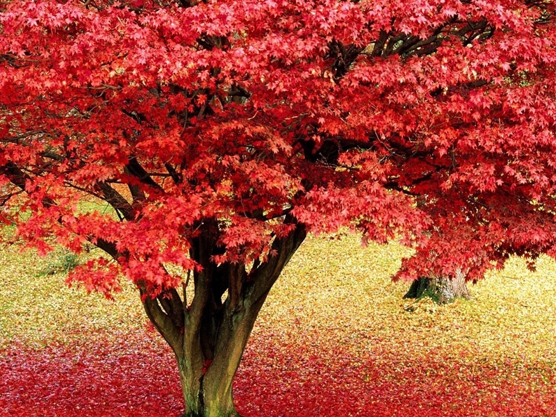 Acero Rosso, colora il tuo giardino