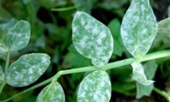 come riconoscere le malattie delle piante