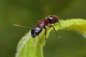 come difendere l'orto dalle formiche