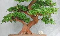 come prendersi cura di un bonsai