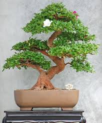 Come prendersi cura di un bonsai