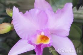 come prendersi cura delle orchidee