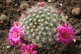 come coltivare il cactus in qualsiasi temperatura