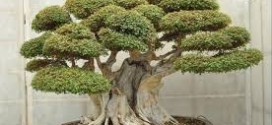 come curare il bonsai olmo