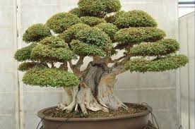 come curare il bonsai olmo