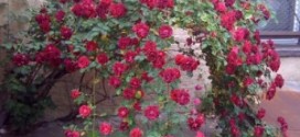 coltivare rose nel giardino