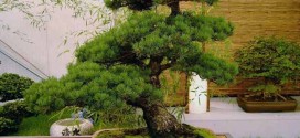bonsai carmona
