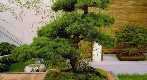 bonsai carmona