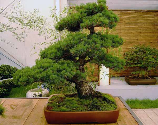 bonsai carmona