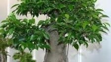 come curare un bonsai ginseng