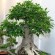 come curare un bonsai ginseng