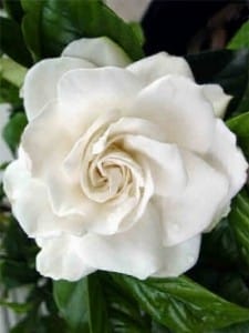 gardenia