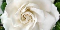 gardenia