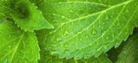 come curare le piante con metodi naturali