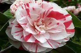 camelia