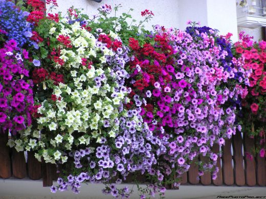 Come scegliere le piante da balcone