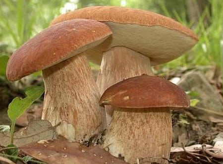 Come coltivare i funghi porcini