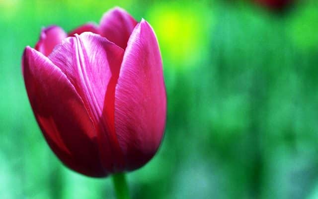 Come piantare i tulipani in casa