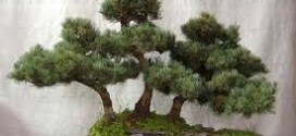 bonsai a boschetto