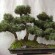 bonsai a boschetto