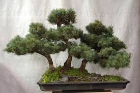 bonsai a boschetto