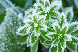 Cura delle piante: come proteggerle dal gelo