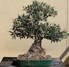 Come coltivare il bonsai d’ulivo