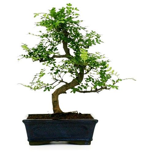 Come curare i bonsai in inverno