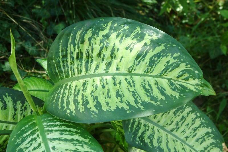 Come curare la dieffenbachia da parassiti