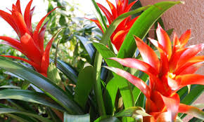 Cure per le piante tropicali da appartamento
