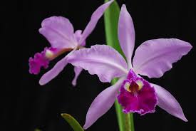 Come far rifiorire l’orchidea
