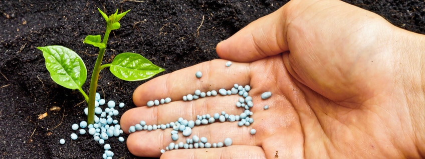 Fertilizzanti: come utilizzarli correttamente