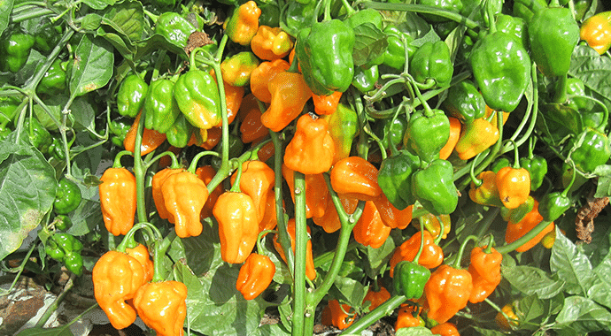 Come coltivare l’habanero, uno tra i peperoncini più piccanti del mondo