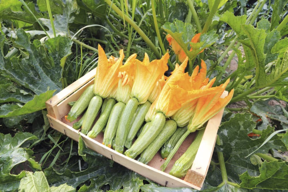 Come piantare le zucchine in un orto domestico