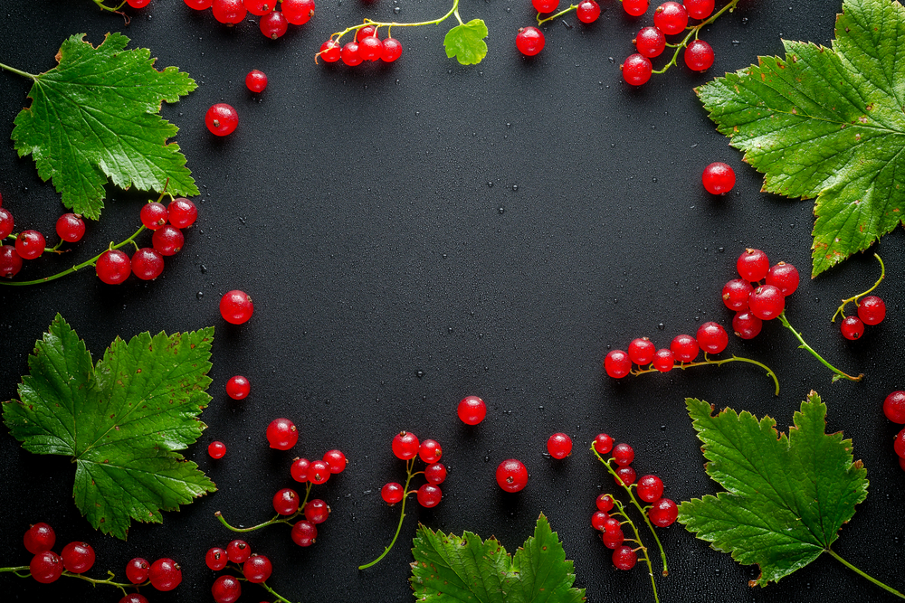 Come e quando potare il ribes