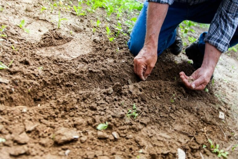 Giardinaggio Lunare: Coltivare con le Fasi della Luna