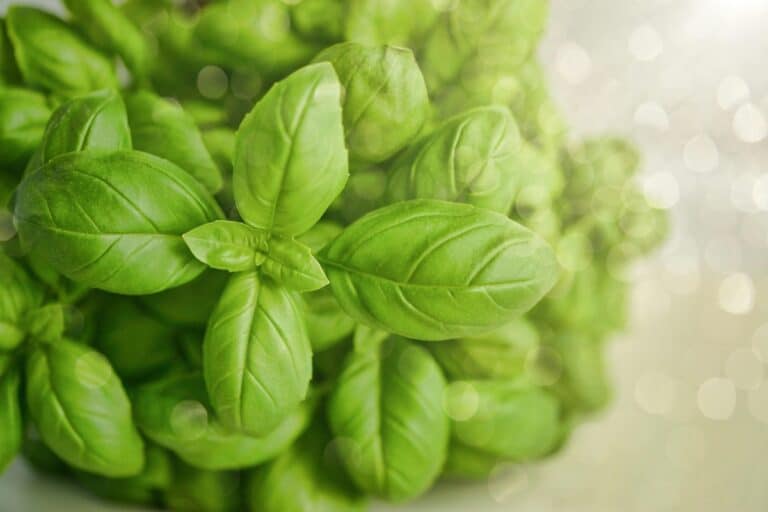basilico e coltello