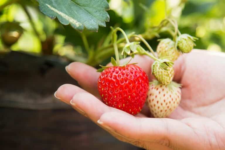 eliminare i pesticidi dalle fragole