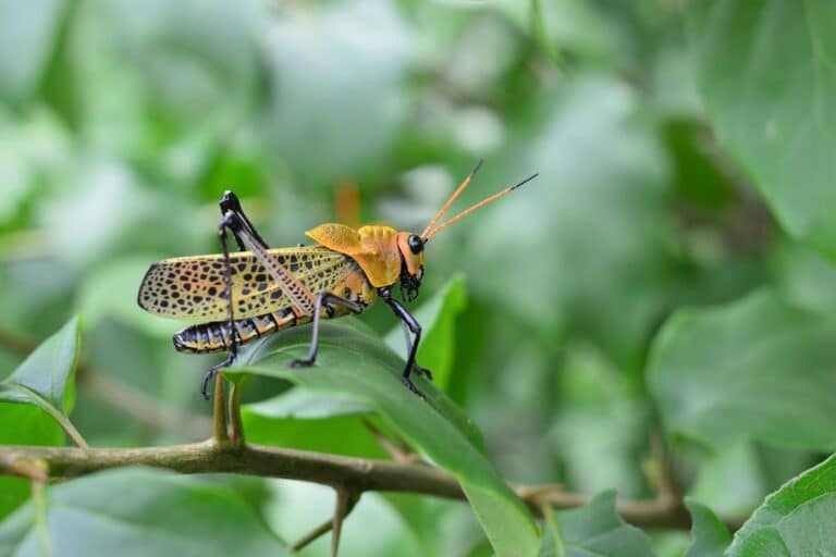 proteggere le piante dai parassiti in modo naturale